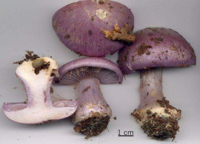 Cortinarius terpsichores